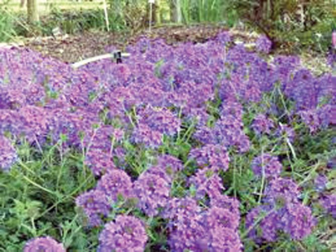 Low maintenance plants!